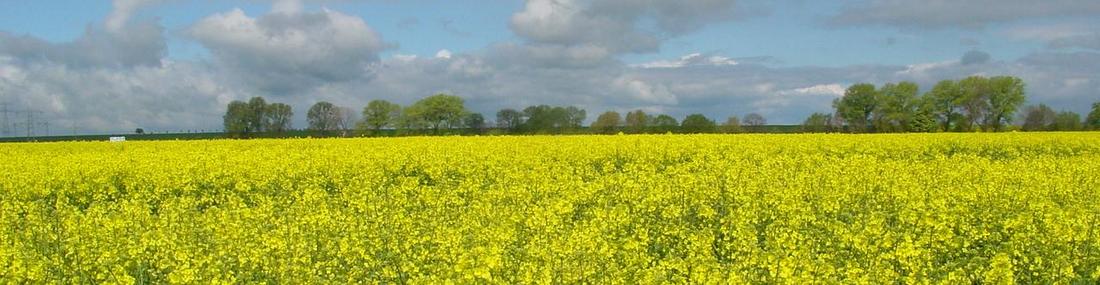Blühendes Rapsfeld