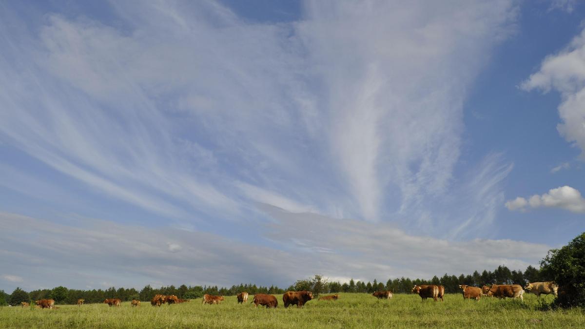 Himmel mit Wolkenmuster über Rinderweide