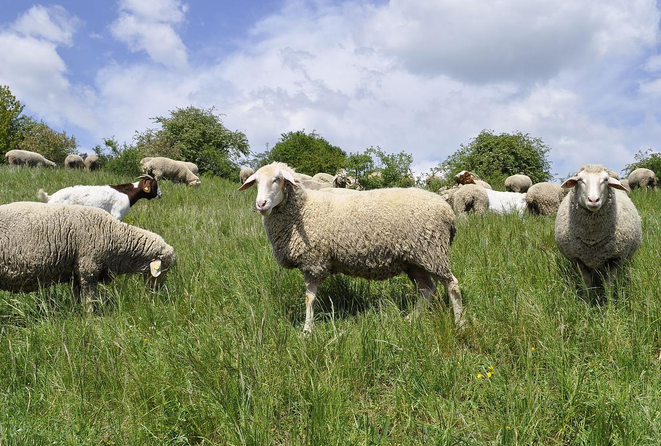 Schafe und Ziegen beim Fressen auf der Weide