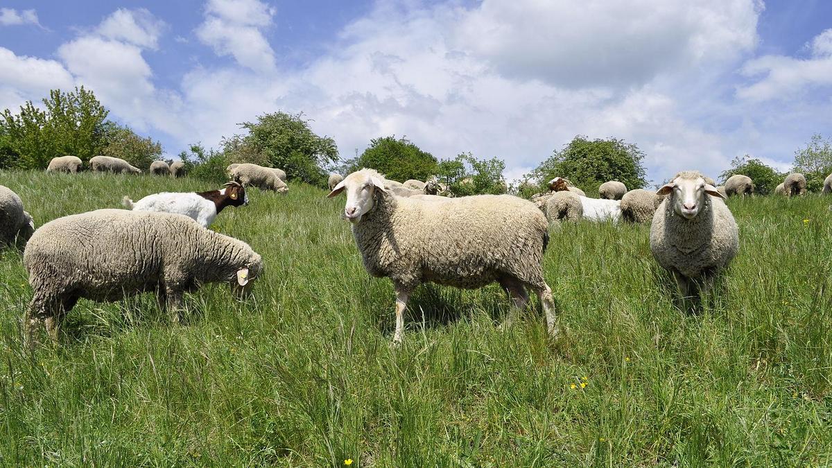 Schafe und Ziegen auf Weide, Foto: Maik Schwabe