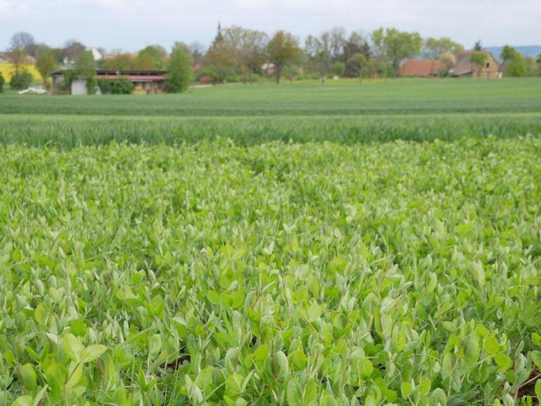 Biohof Thiele