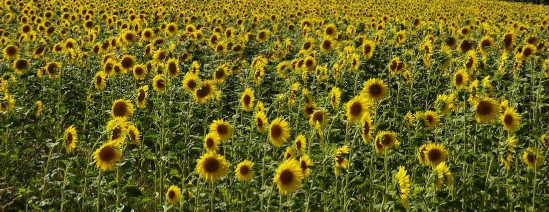 Feld voller Sonnenblumen