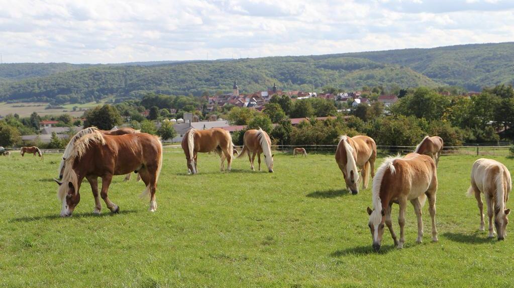 Edelbluthaflinger am TLPVG Dornburg
