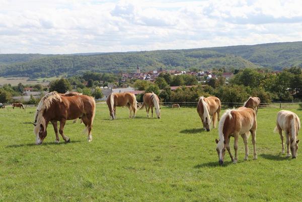 Edelbluthaflinger am TLPVG Dornburg