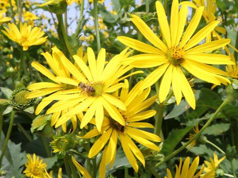 Blüten der Durchwachsenden Silphie