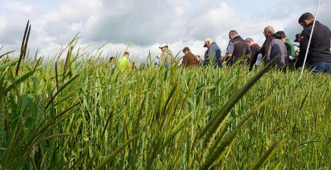 Landwirte auf einem Getreidefeld