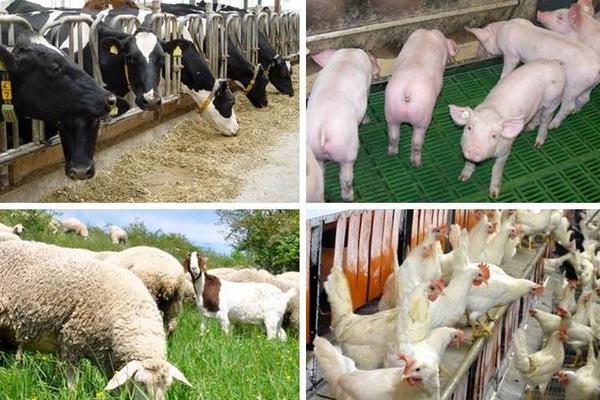 Collage aus Fotos verschiedener Nutztierarten