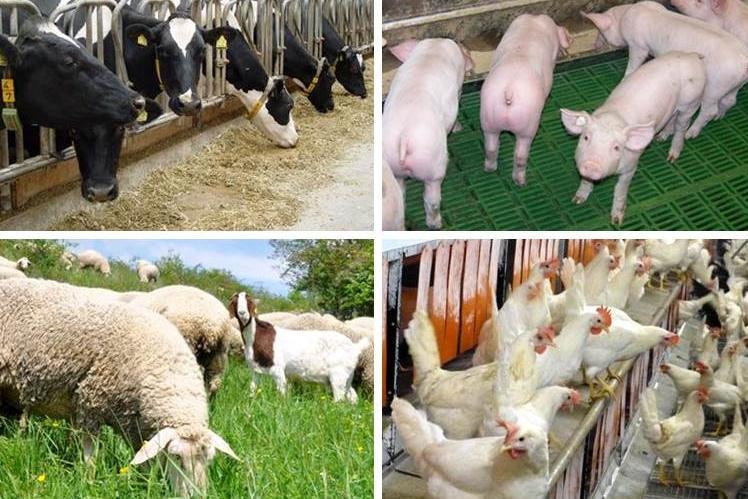 Milchrinder, Schweine, Schafe, Hühner