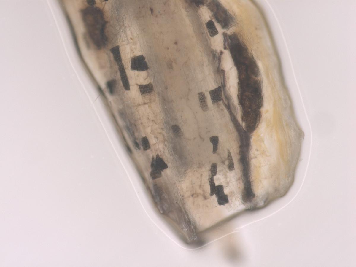 Phomopsis sclerotioides