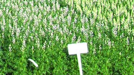 Lupine auf Versuchsflächen