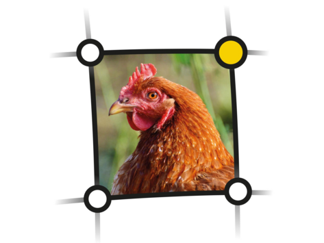 Logo des Netzwerk Fokus Tierwohl 'Geflügel'