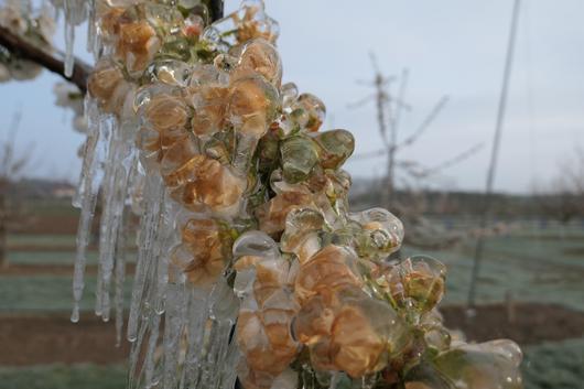 vereiste Zweige nach Frostschutzberegnung in Kirschplantage