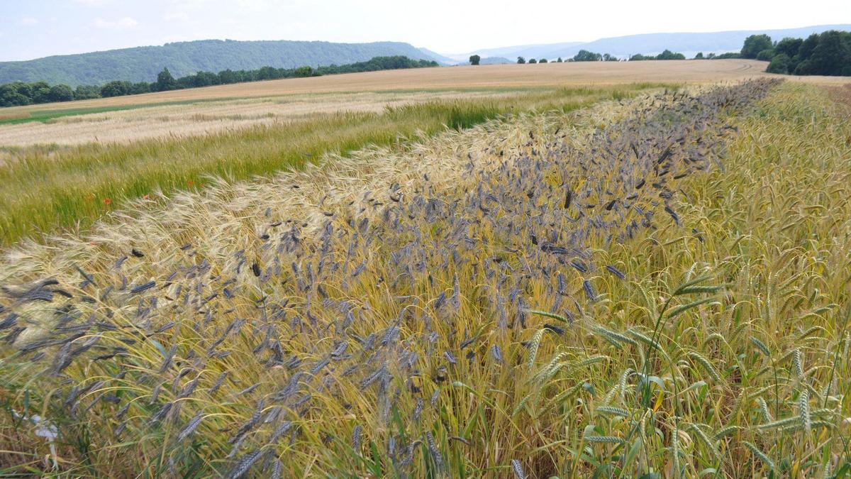 Veruschsparzellen mit Getreide im ökologischen Anbau