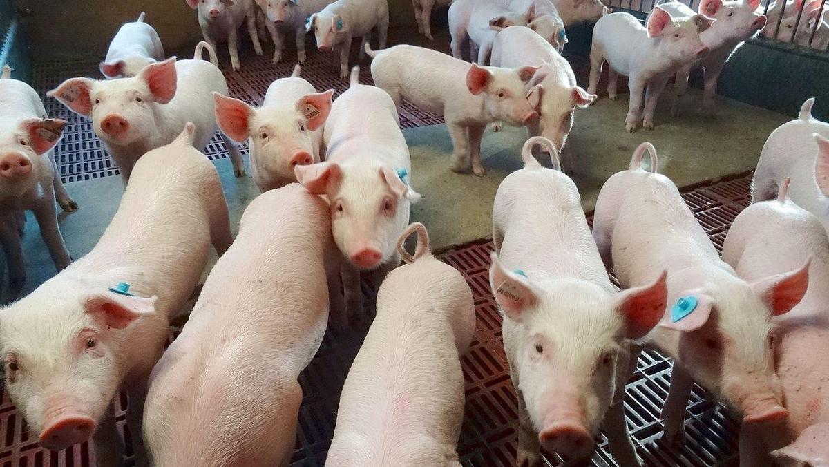 Mastferkel im Stall