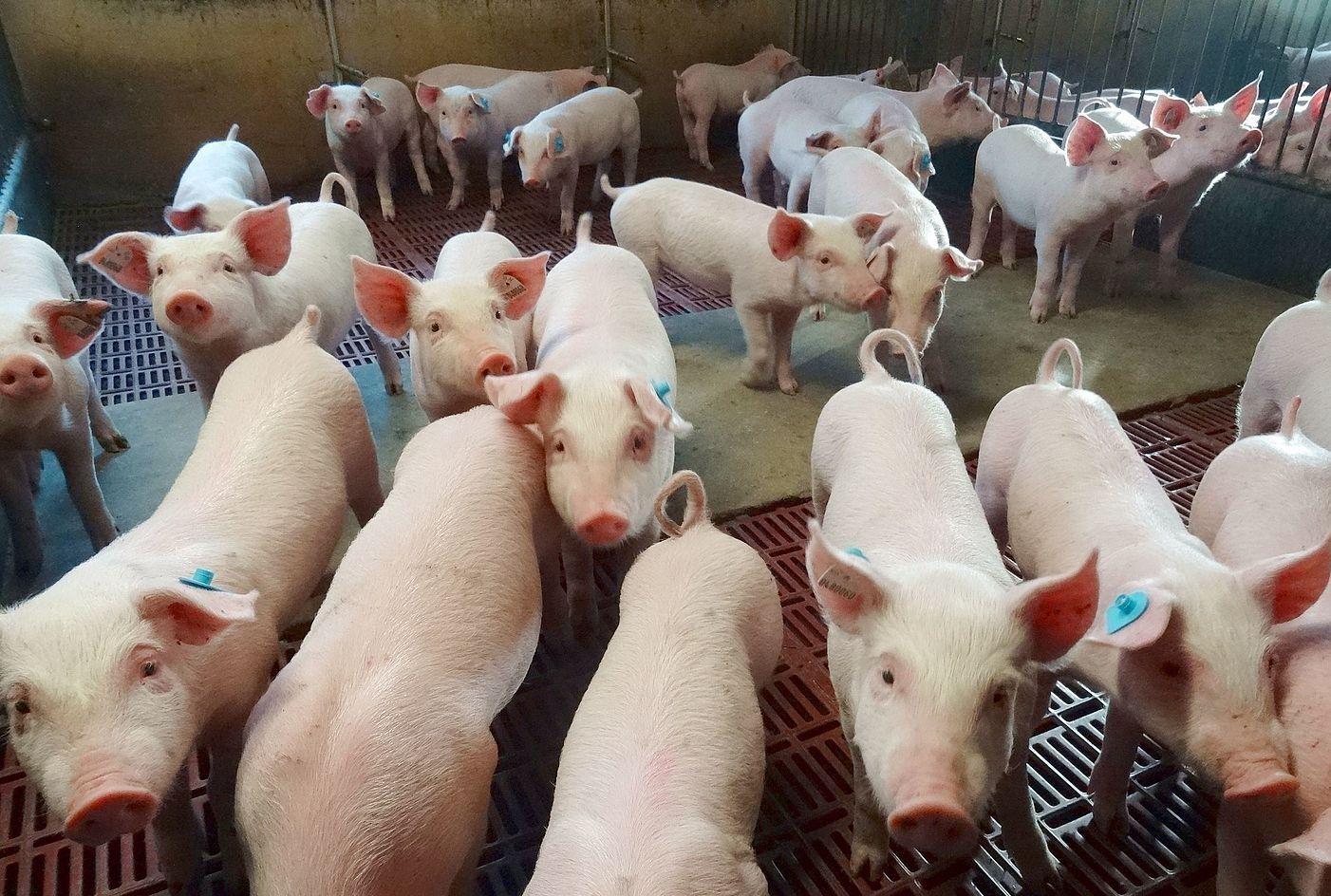 Mastferkel im Stall