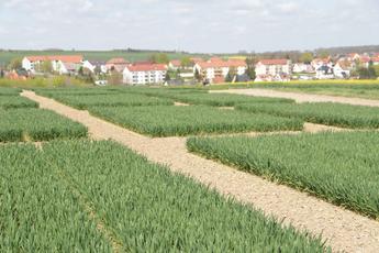 Getreideparzellen auf dem Versuchsfeld Dornburg
