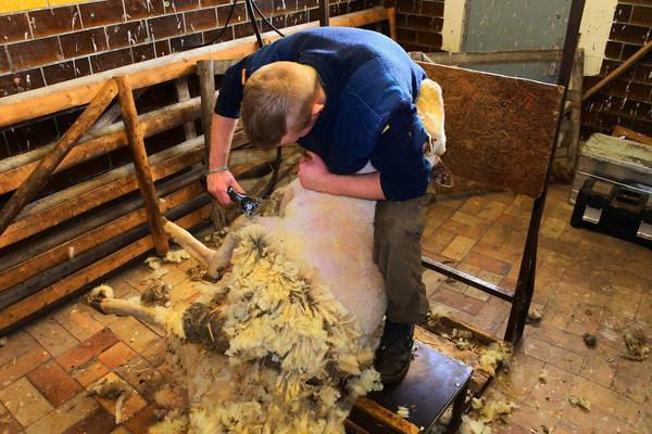 Person schert ein liegendes Schaf in einem Stall mit Holzwänden und Ziegelboden.