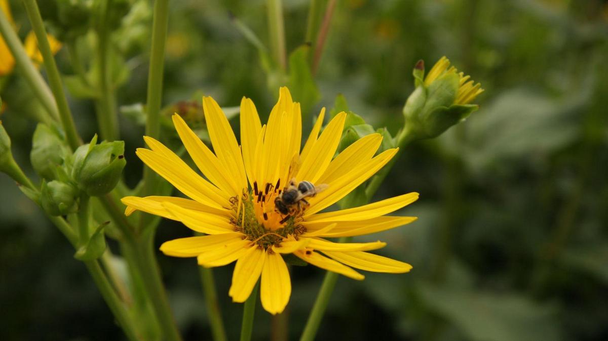 Blüte der Durchwachsenen Silphie