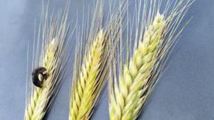 Abweichende Typen in Triticale