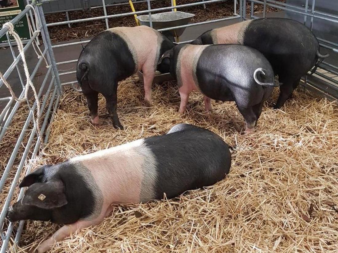 Sattelschweine