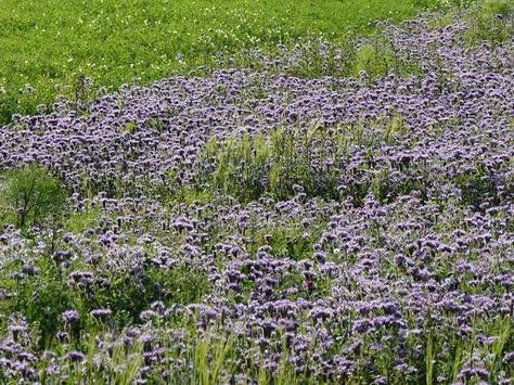 Blühstreifen (Randstreifen mit Phacelia an Erbsenfeld)