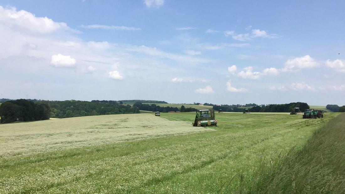Mehrere Maschinen bei der Ernte auf einem Kamillefeld