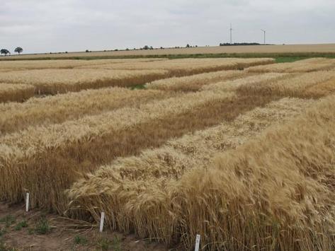 Versuchsparzellen mit Getreide in Friemar