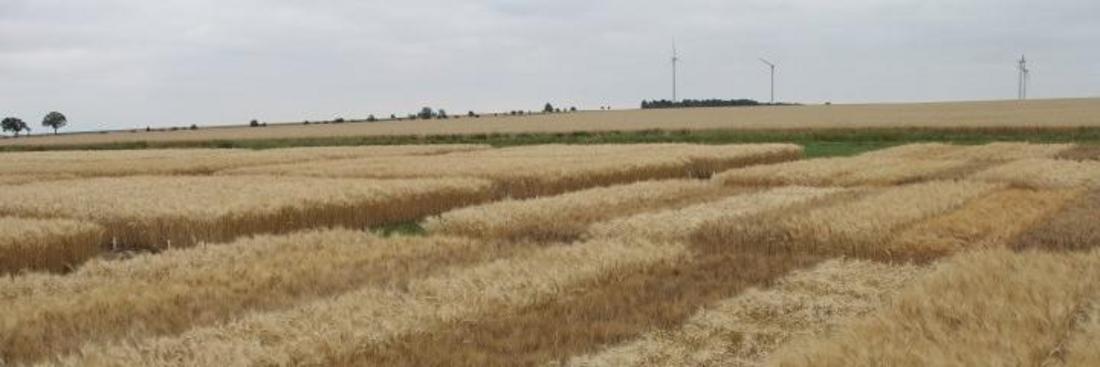 Versuchsparzellen mit Getreide in Friemar