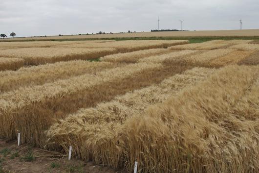 Versuchsparzellen mit Getreide in Friemar