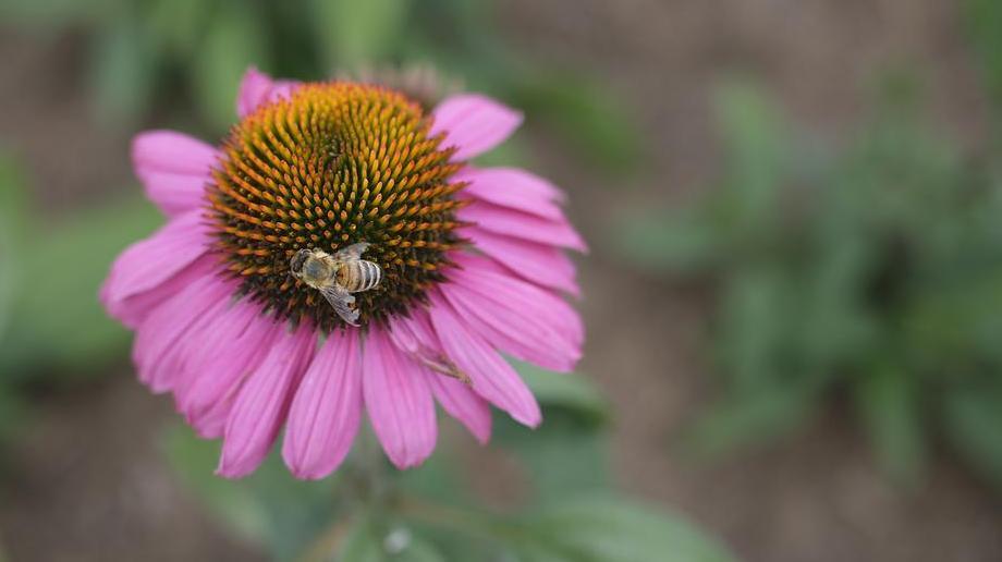 Biene auf einer Blüte