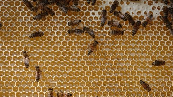 Bienen im Bienenstock