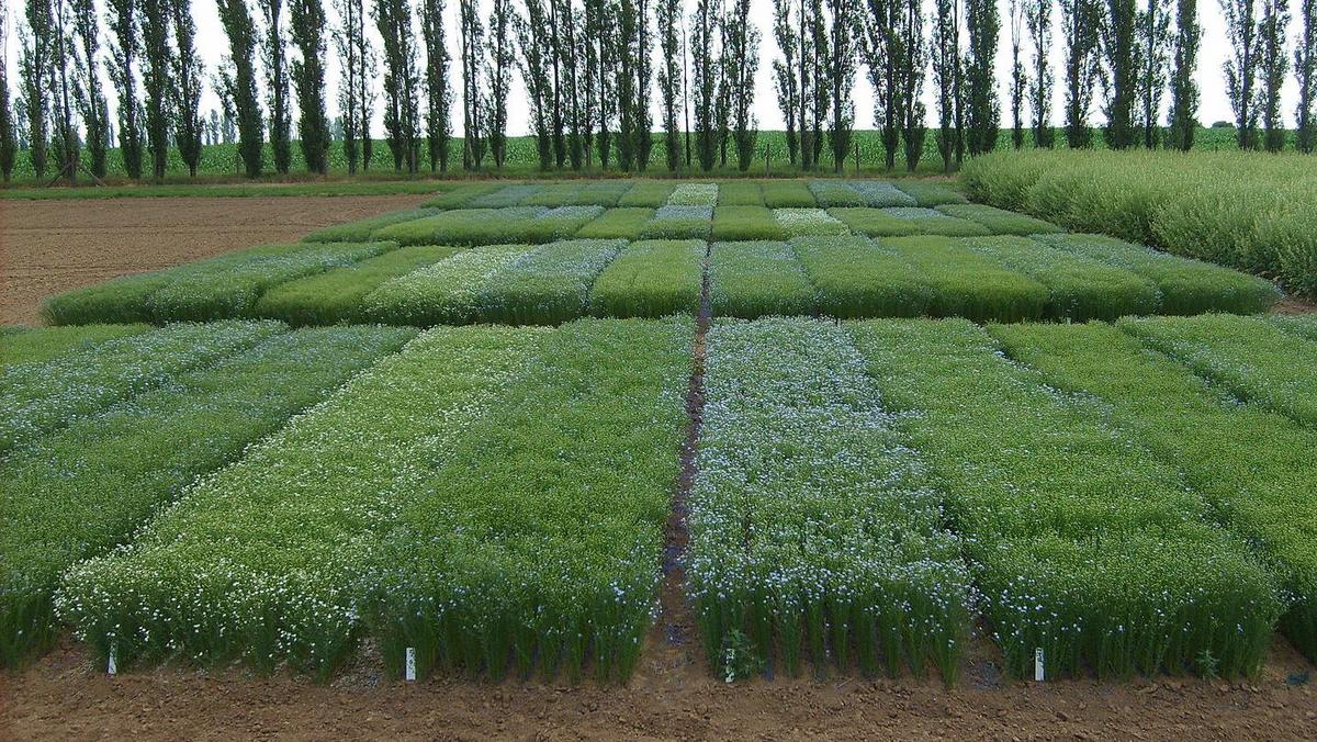 Versuchsfeld in Kirchengel