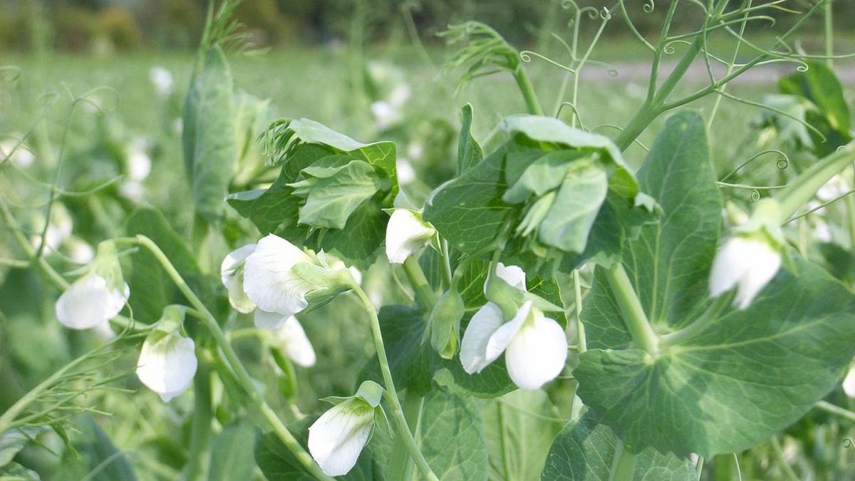 Blühendes Erbsenfeld