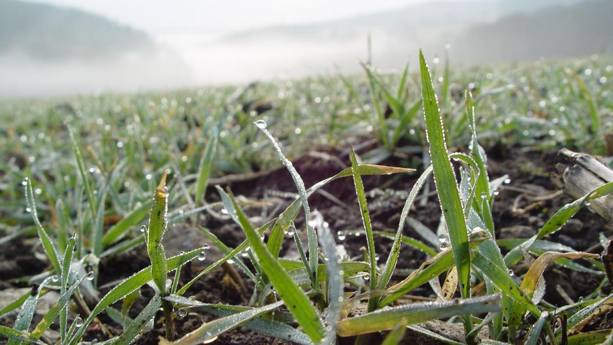 Junge Getreidepflanze mit Wassertropfen und Nebel im Hintergrund