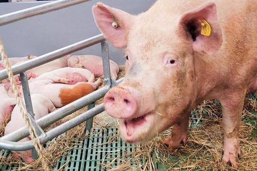 Großes Schwein mit Ohrmarken steht in einem mit Stroh bedeckten Gehege vor mehreren liegenden Ferkeln hinter einem Metallgitter
