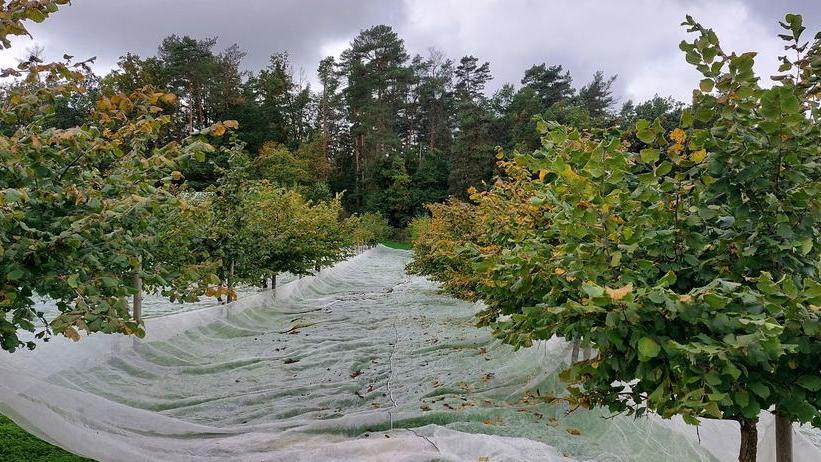 Reihe von Bäumen mit grünem Laub, einige mit weißen Netzen bedeckt, unter bewölktem Himmel und umgeben von Wald.