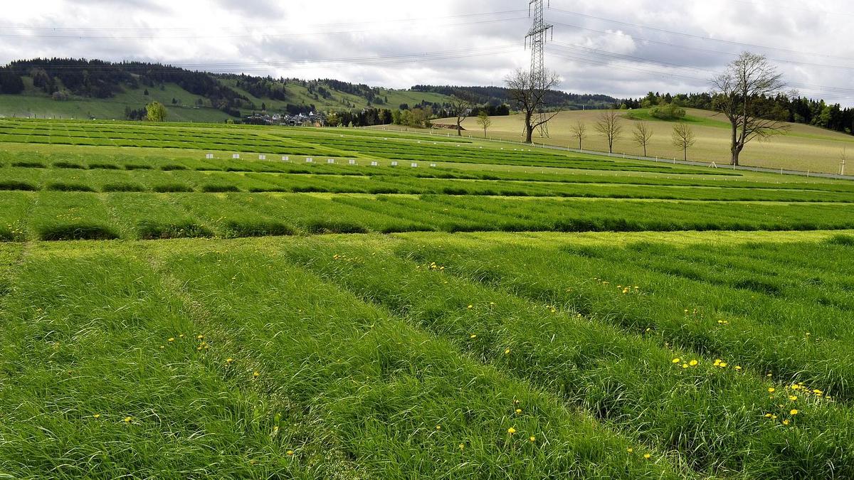 Blick über das Versuchsfeld Oberweißbach mit Parzellenanlagen
