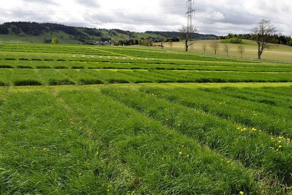 Blick über das Versuchsfeld Oberweißbach mit Parzellenanlagen