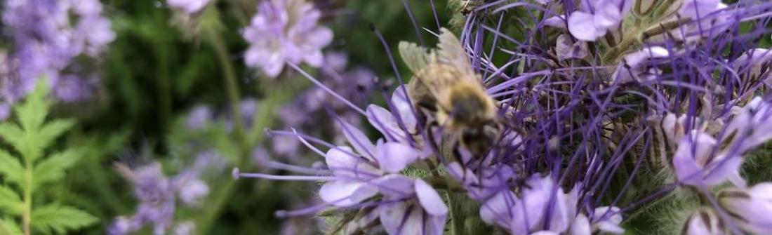 Biene auf Phacelia-Blüten