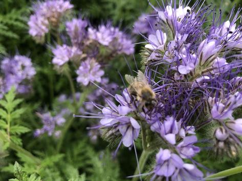 Biene auf Phacelia-Blüten