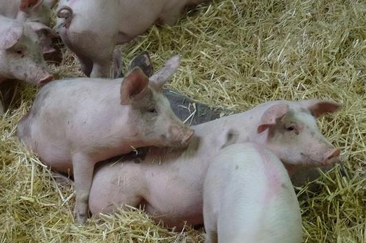 Jungschweine auf Stroh