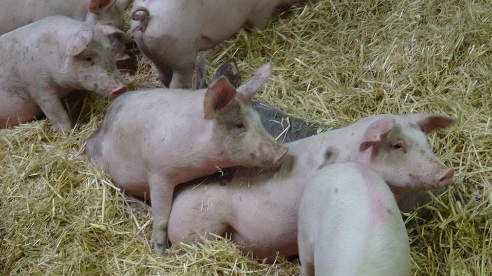 Jungschweine auf Stroh