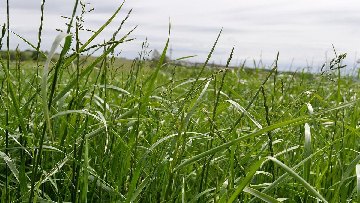 Grasbestand, Foto: Maik Schwabe