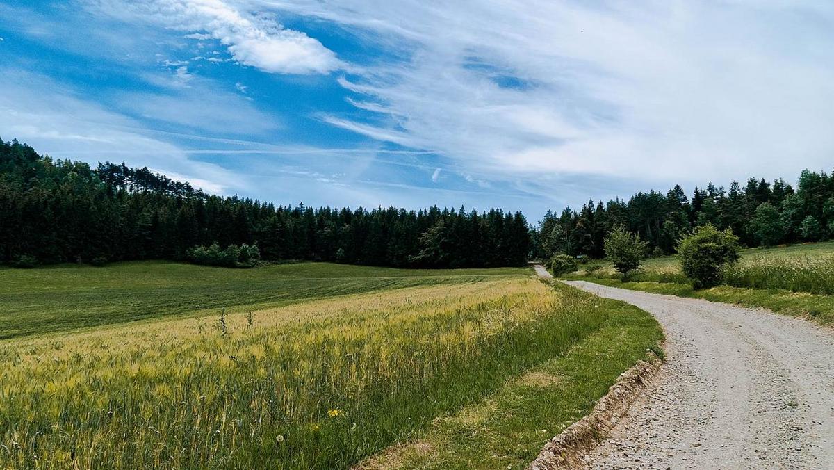 zu sehen ist ein Wanderweg, der entlang einer Wiese in einen Wald führt