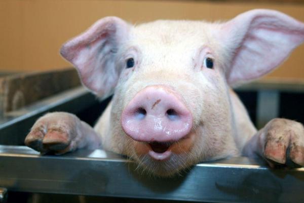 Schwein mit rosa Nase und großen Ohren, das neugierig in die Kamera schaut.