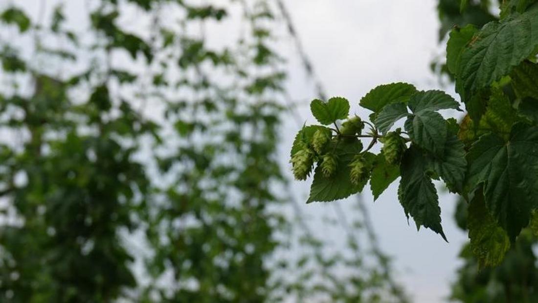 Hopfendolde im Hopfengarten