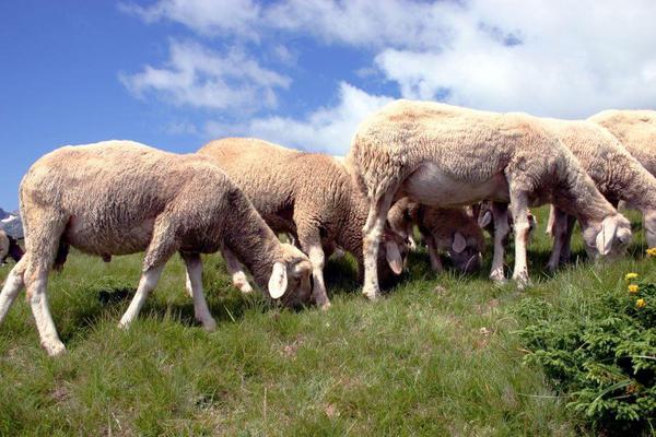 Schafe zur Leistungsprüfung des TLPVG Schöndorf bei Weimar