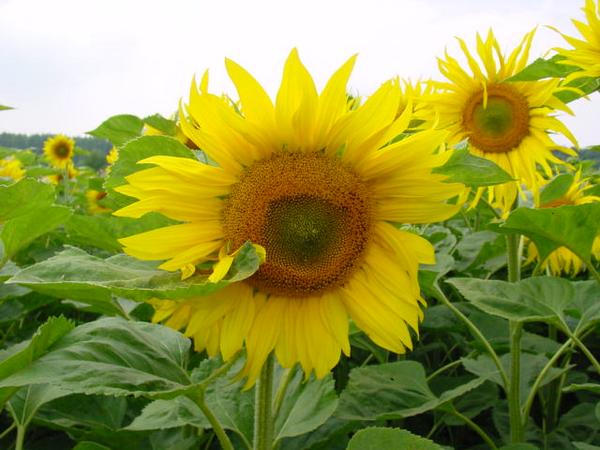 Sonnenblumen