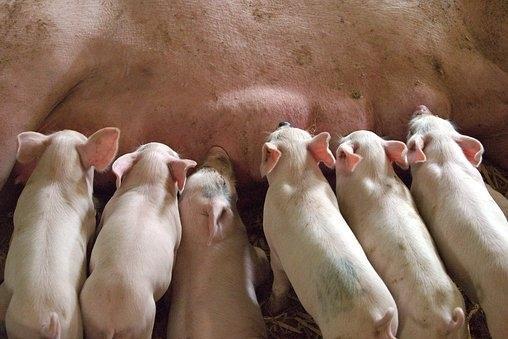 Ferkel saugen an der Zitze einer Sau in einem Stall.