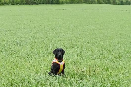 Spürhund auf dem Feld